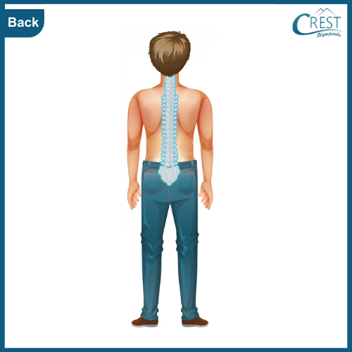 Back of Human Body - Science Grade 5