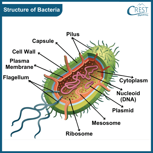 Labelled Diagram of Structure of Bacteria - Science Grade 8
