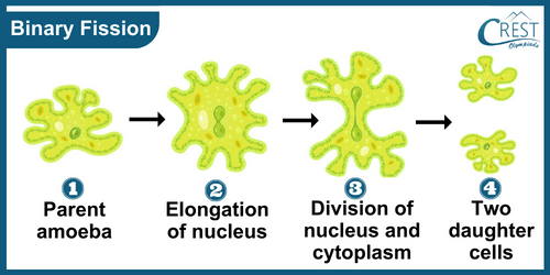 Modes of Asexual Reproduction: Binary Fission - CREST Olympiads