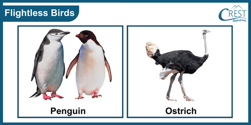 Examples of flightless birds