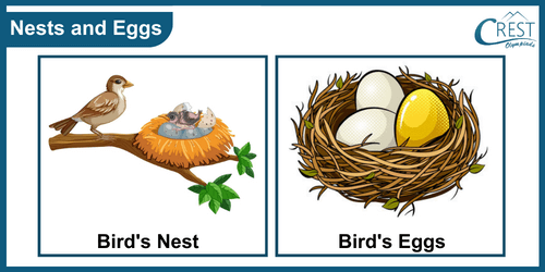Example of bird with nest and its eggs