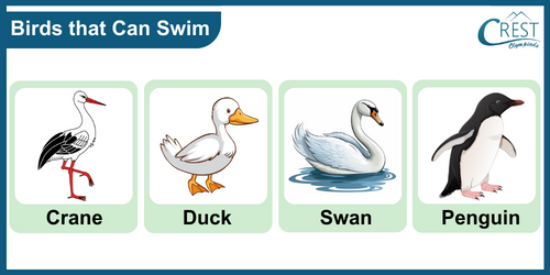 Birds that Can Swim - CREST Olympiads