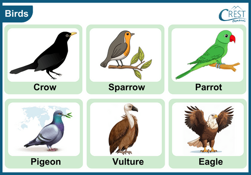 Birds - CREST Olympiads