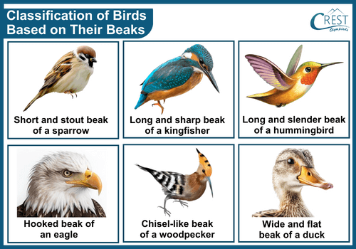 Types of beaks of birds - Science Grade 3