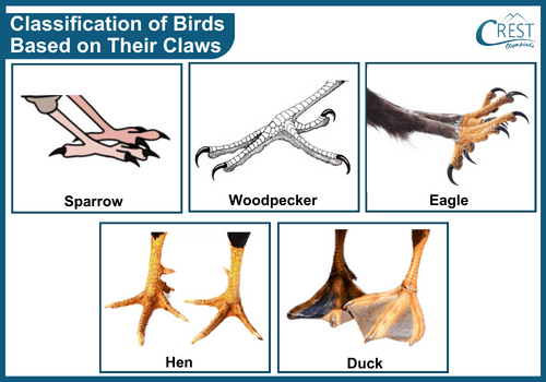 Classification of Birds based on their Claws - Science Grade 3