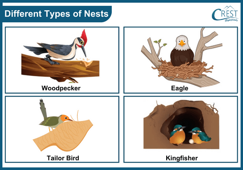Different Types of Nests - Science Grade 3