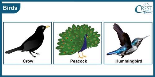 Different types of birds