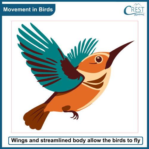 Organs used for movement in Birds