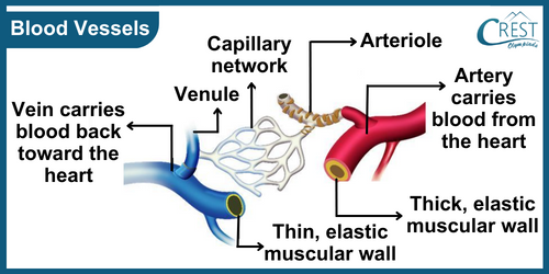 blood-vessels10