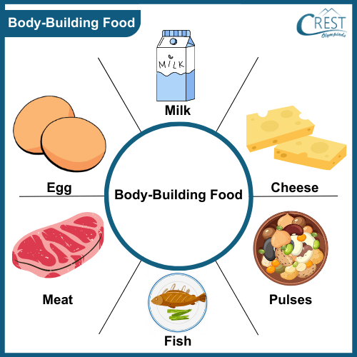 Different types of body building food