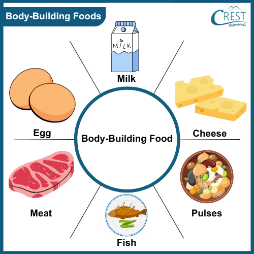 Different types of body building food