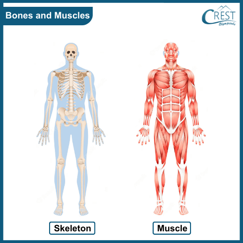 Bones and Muscles of Human Body
