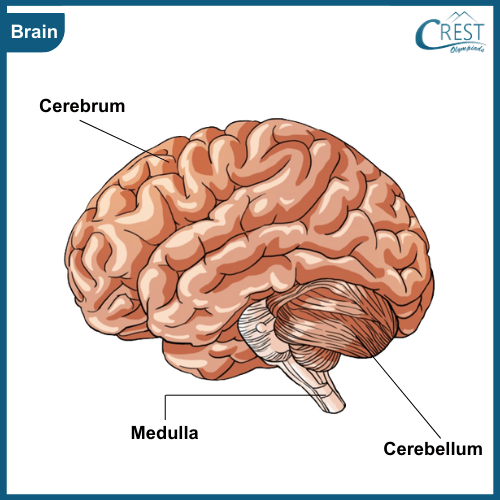 Diagram of brain for Class 5