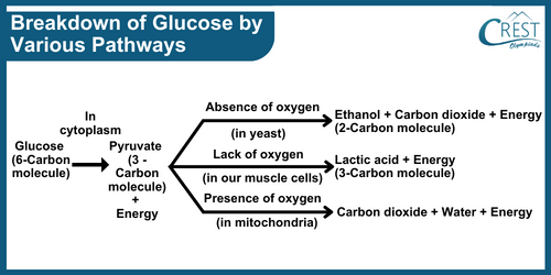 Detailed Diagram of Break Down of Glucose by Various Pathways - CREST Olympiads