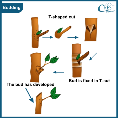 Budding - Method of Asexual Reproduction