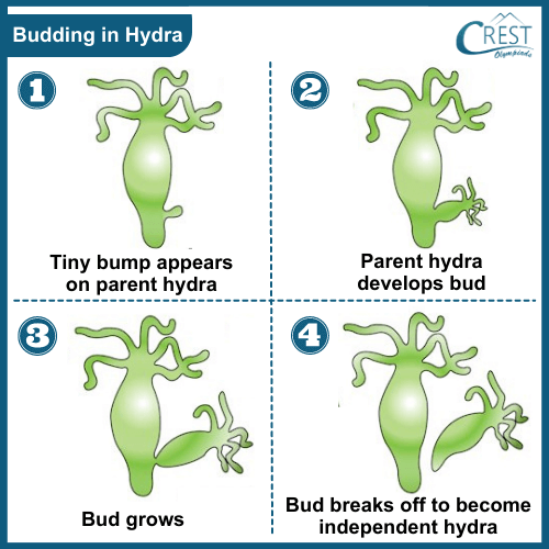 Budding in Hydra - Methods of Asexual Reproduction