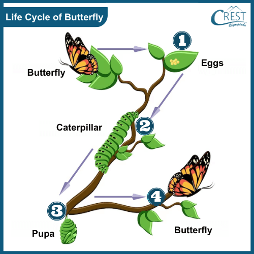 Life cycle of a butterfly