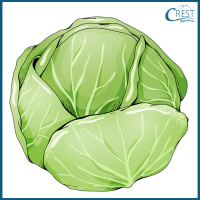 cabbage