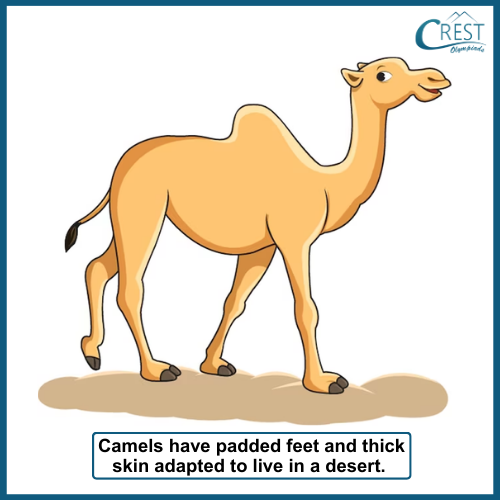Camel - Terrestrial animal