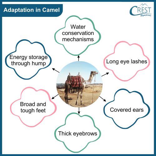 Adaptations in Camel - Science Grade 7