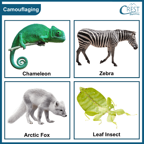 Examples of camouflaging animals