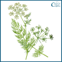 caraway