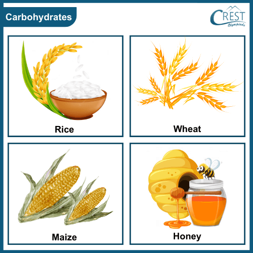 Examples of Carbohydrate Foods