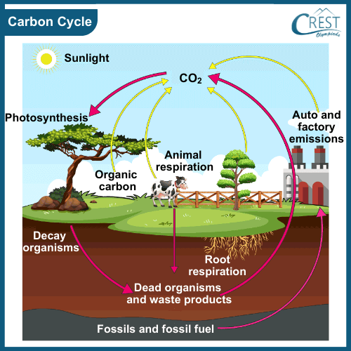 Diagram of Carbon Cycle - Definition, Overview, Examples etc