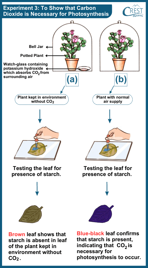 Carbon Dioxide is necessary for Photosynthesis - Science Grade 7