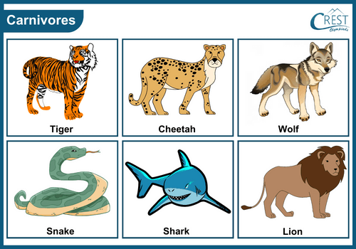 Examples of Carnivores animals