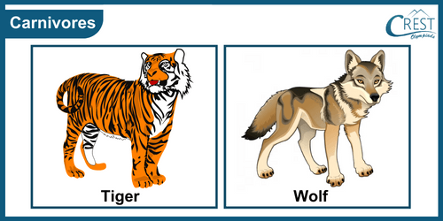 Examples of Carnivores animals