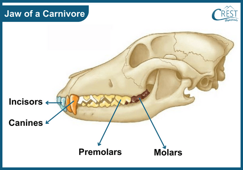 Jaw of a carnivore animal