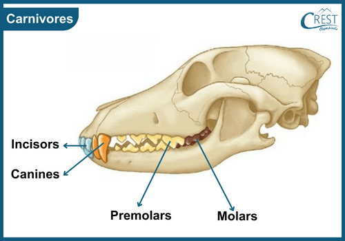 Skull of a Carnivores animal