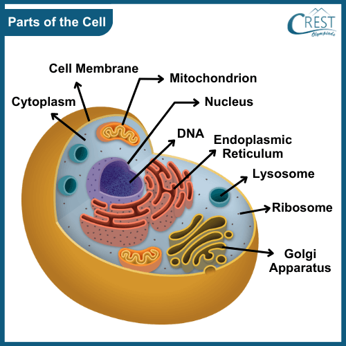 Diagram of Parts of the Cell - Science Grade 8