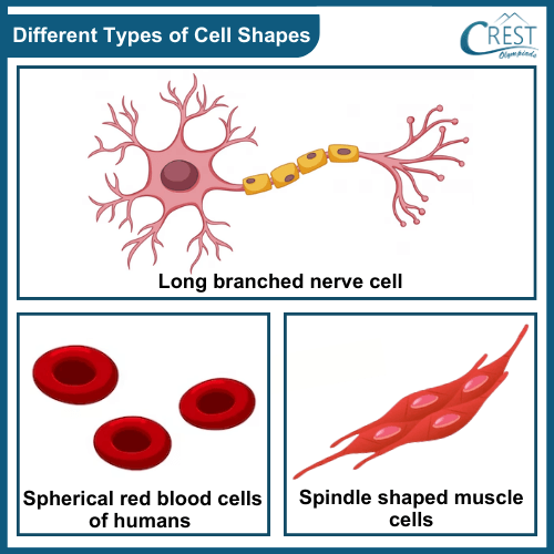Different Types of Cell Shapes - Science Grade 8