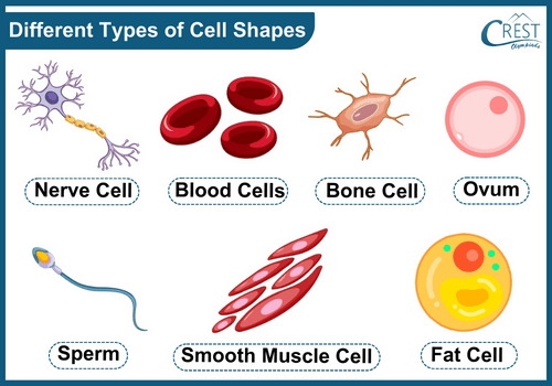 Different Types of Cell Shapes - Definition, Characterstics etc