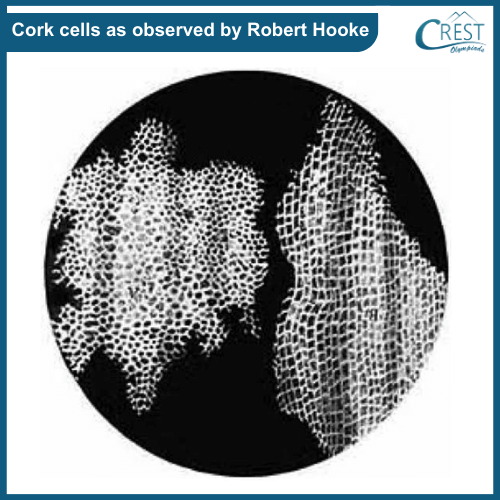 Cork Cells - Cell observed by Robert Hooke
