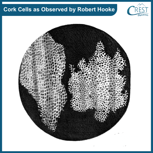 Cork Cell - Cell Observed by Robert Hooke