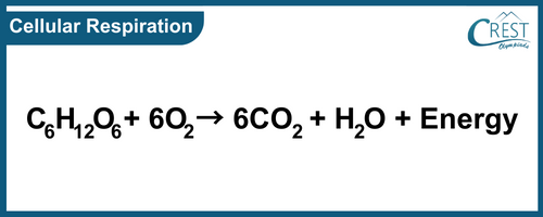 Equation for Cellular Respiration - Science for Grade 7