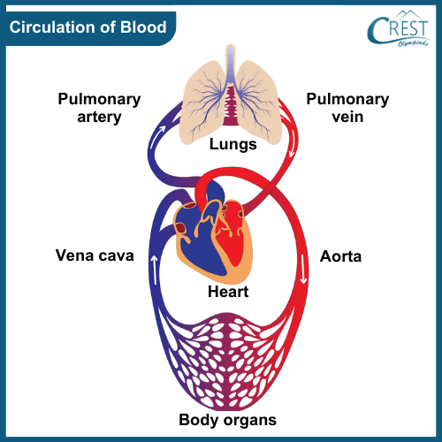 circulation-of-blood10