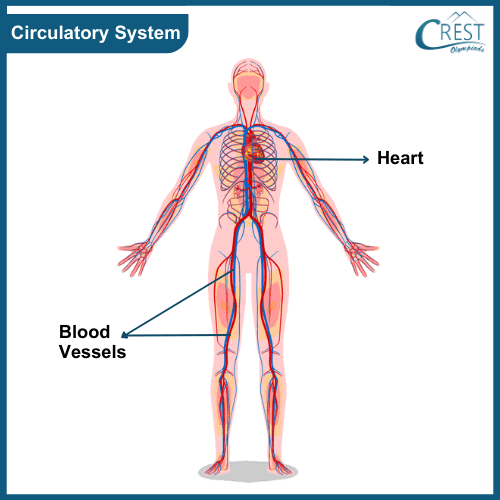 Diagram of Circulatory System of Human Body