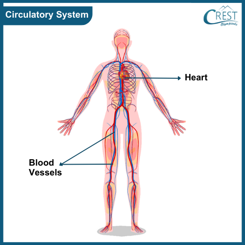 Circulatory system of Human body for Class 5