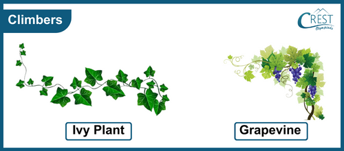 Climbers Plant - CREST Olympiads