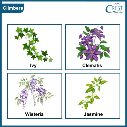 Examples of Climbers