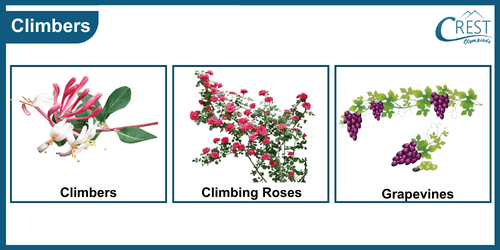 Class 3-Examples of Climbers