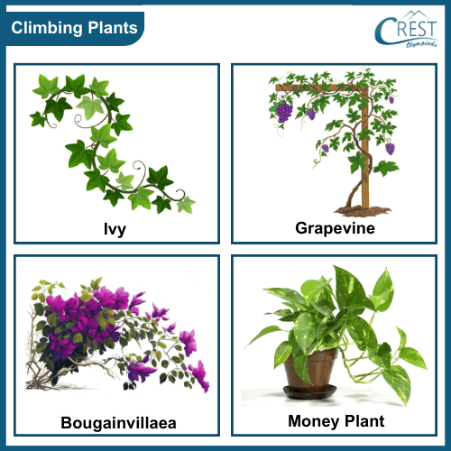 Examples of Climbing Plants - CREST Olympiads