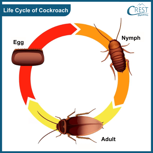 Life cycle of a cockroach