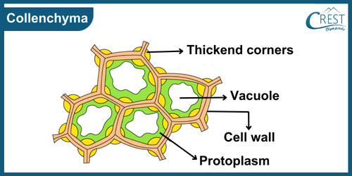 Diagram of Collenchyma - Definition, Functions, Examples etc