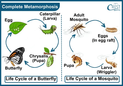 Diagram of Complete Metamorphosis - Science Grade 8