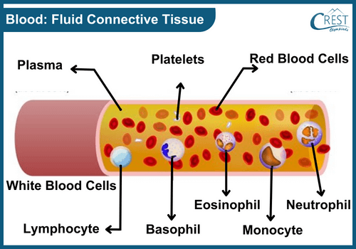 Labelled Diagram of Blood: Fluid Connective Tissues - Definition, Subtypes and Functions etc
